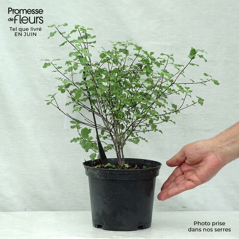 Exemplar von Pittosporum tenuifolium Abbotsbury Gold Topf mit 2L/3L wie im Sommer geliefert