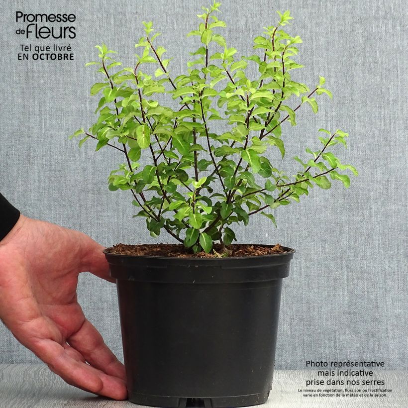 Example of Pittosporum tenuifolium Abbotsbury Gold Topf mit 2L/3L as you get in automne