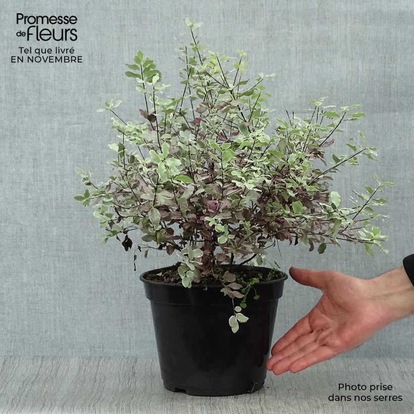Example of Pittosporum tenuifolium Bannow Bay Topf mit 3L/4L as you get in automne