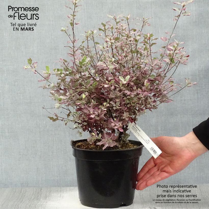 Exemplar von Pittosporum tenuifolium Bannow Bay Topf mit 3L/4L wie im Frühjahr geliefert