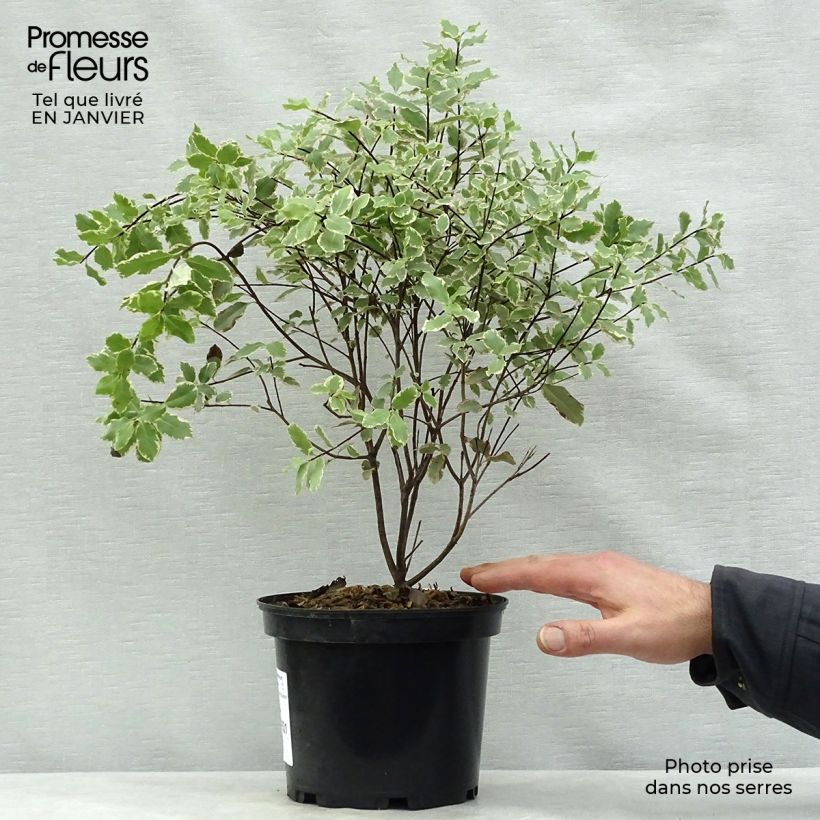 Exemplar von Pittosporum tenuifolium Elisabeth Topf mit 2L/3L wie im Winter geliefert