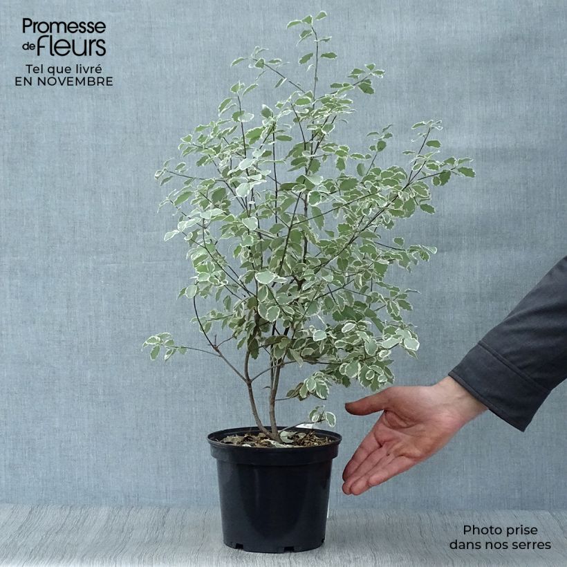 Example of Pittosporum tenuifolium Elisabeth Topf mit 2L/3L as you get in automne