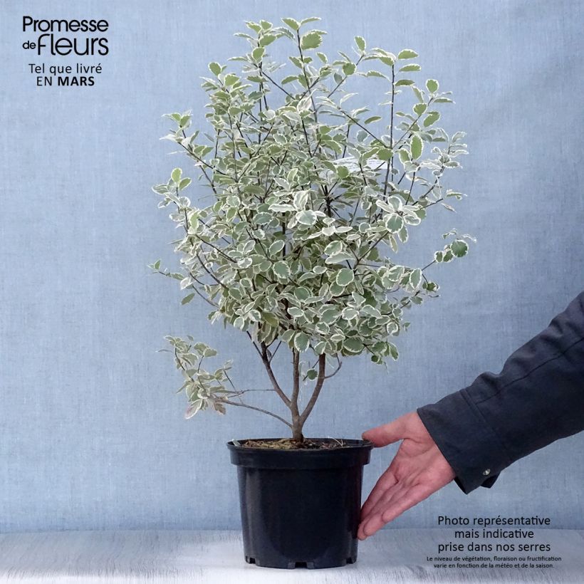 Exemplar von Pittosporum tenuifolium Elisabeth Topf mit 2L/3L wie im Frühjahr geliefert