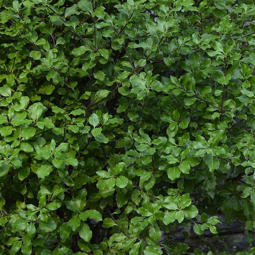 Pittosporum tenuifolium Emerald Dome (Foliage)