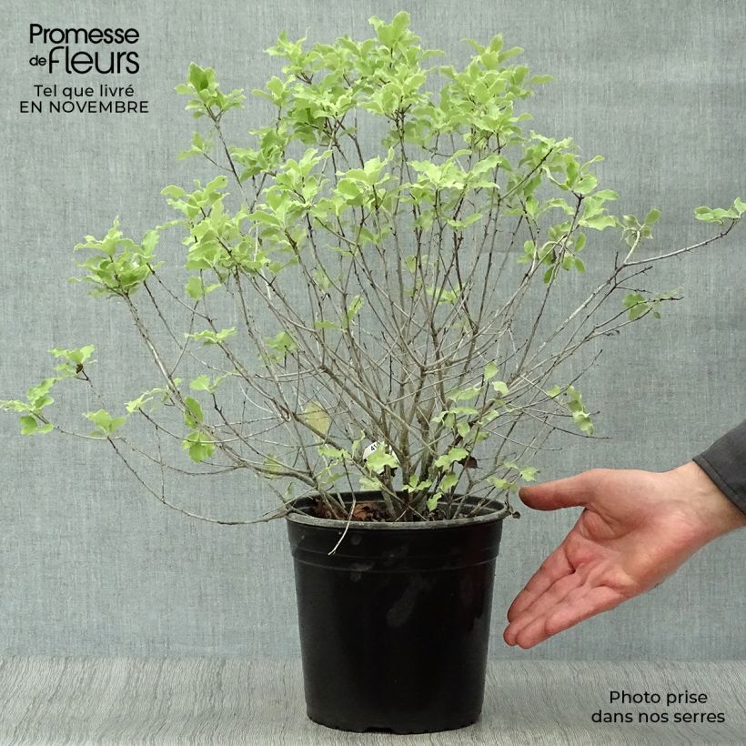 Example of Pittosporum tenuifolium Emerald Dome Topf mit 2L/3L as you get in automne