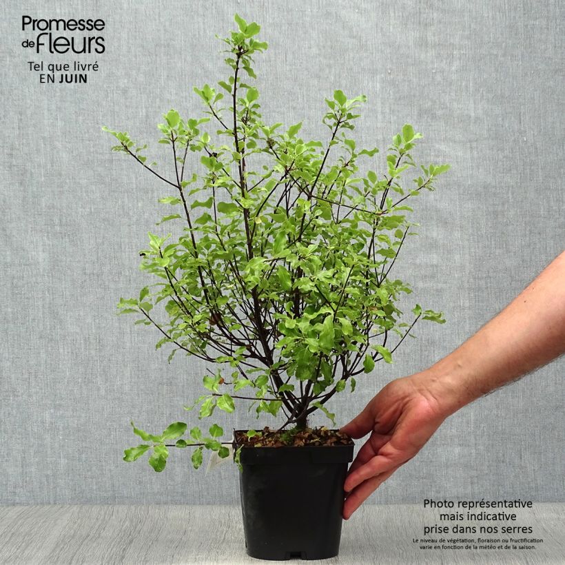 Exemplar von Pittosporum tenuifolium Emerald Dome Topf mit 2L/3L wie im Sommer geliefert
