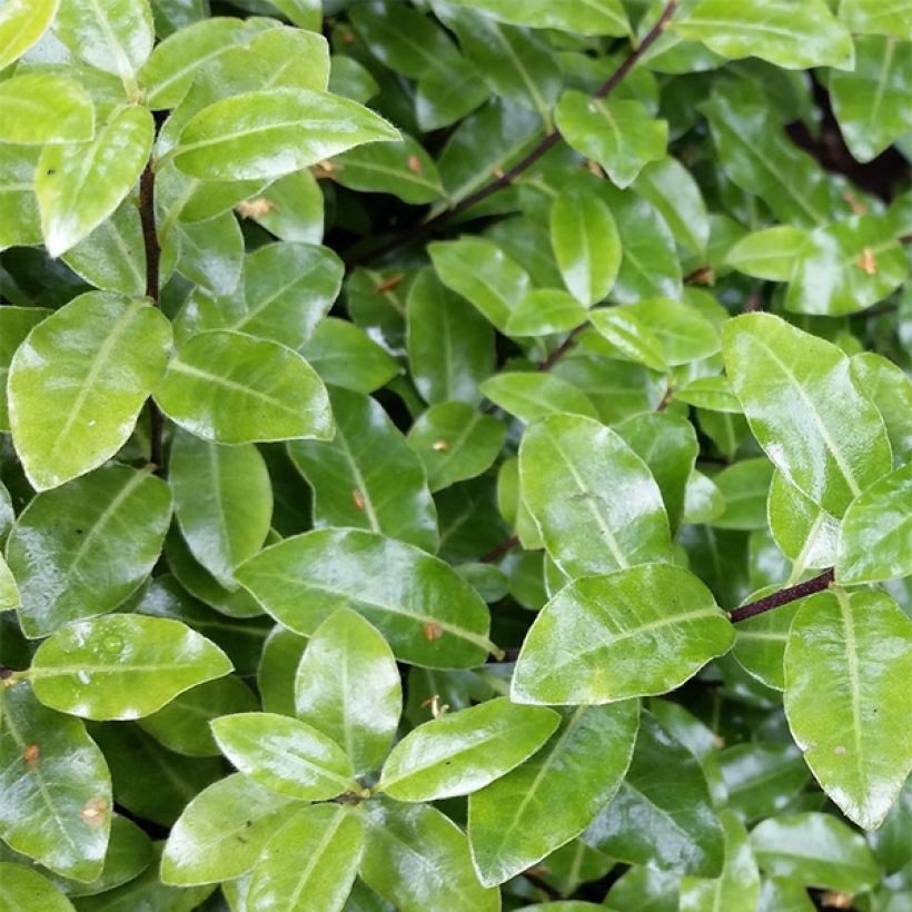 Pittosporum tenuifolium Golf ball (Foliage)