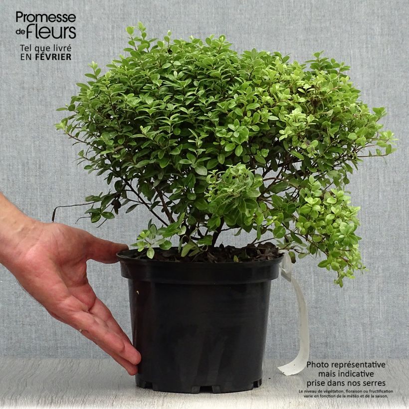 Example of Pittosporum tenuifolium Golf ball Topf mit 2L/3L as you get in automne