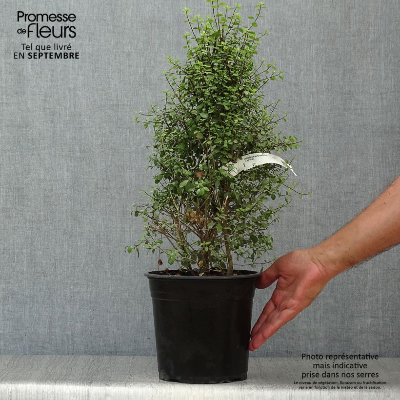 Example of Pittosporum tenuifolium Green elf Topf mit 4L/5L as you get in automne