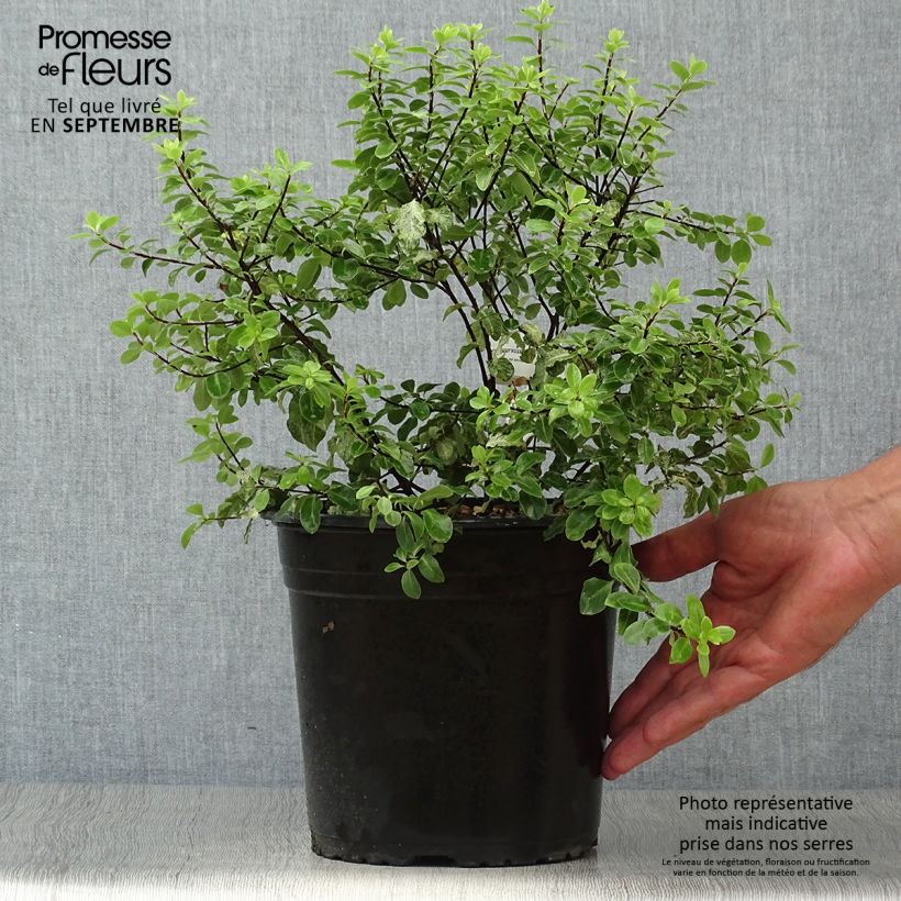 Example of Pittosporum tenuifolium Irene Patterson Topf mit 4L/5L as you get in automne