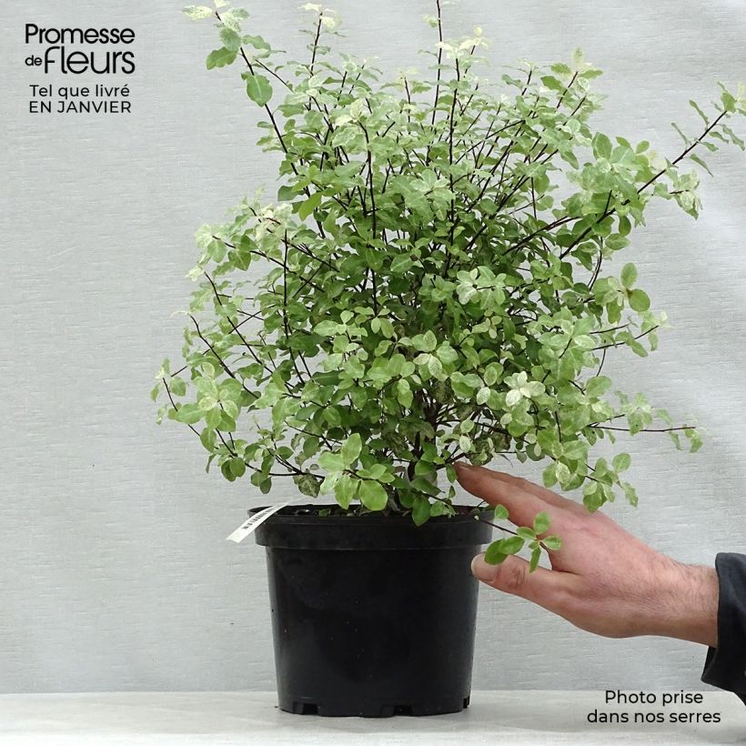 Exemplar von Pittosporum tenuifolium Irene Patterson Topf mit 2L/3L wie im Winter geliefert