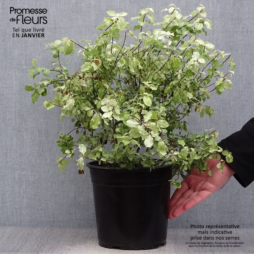 Exemplar von Pittosporum tenuifolium Irene Patterson Topf mit 4L/5L wie im Winter geliefert