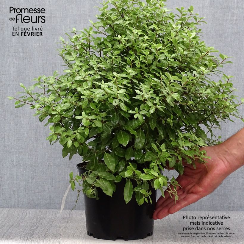 Example of Pittosporum tenuifolium Midget Topf mit 2L/3L as you get in automne