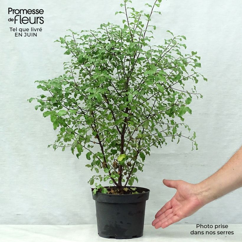 Example of Pittosporum tenuifolium - Schmalblättriger Klebsame Topf mit 2L/3L as you get in ete