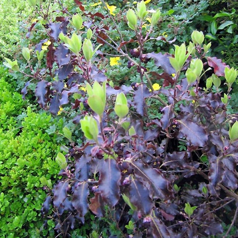 Pittosporum tenuifolium Purpureum (Foliage)