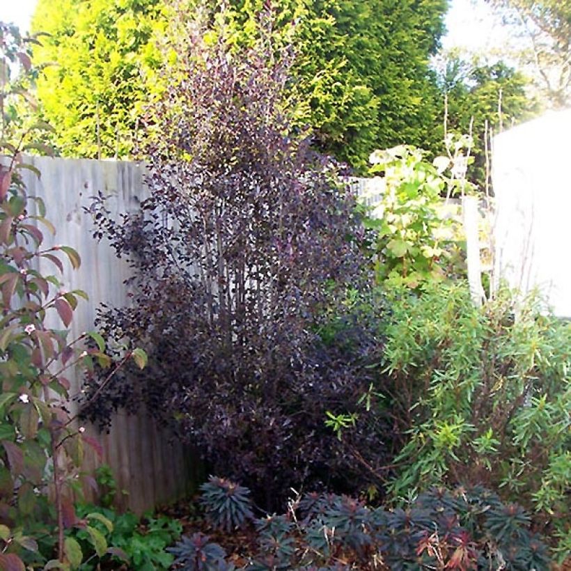 Pittosporum tenuifolium Purpureum (Plant habit)