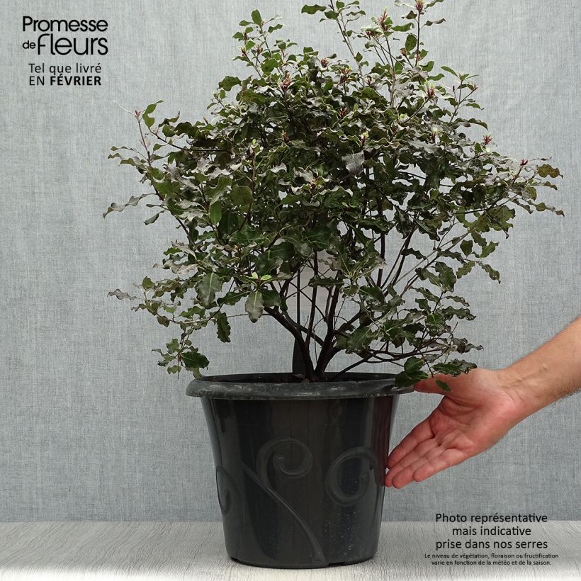 Example of Pittosporum tenuifolium Purpureum Topf mit 7,5L/10L as you get in automne