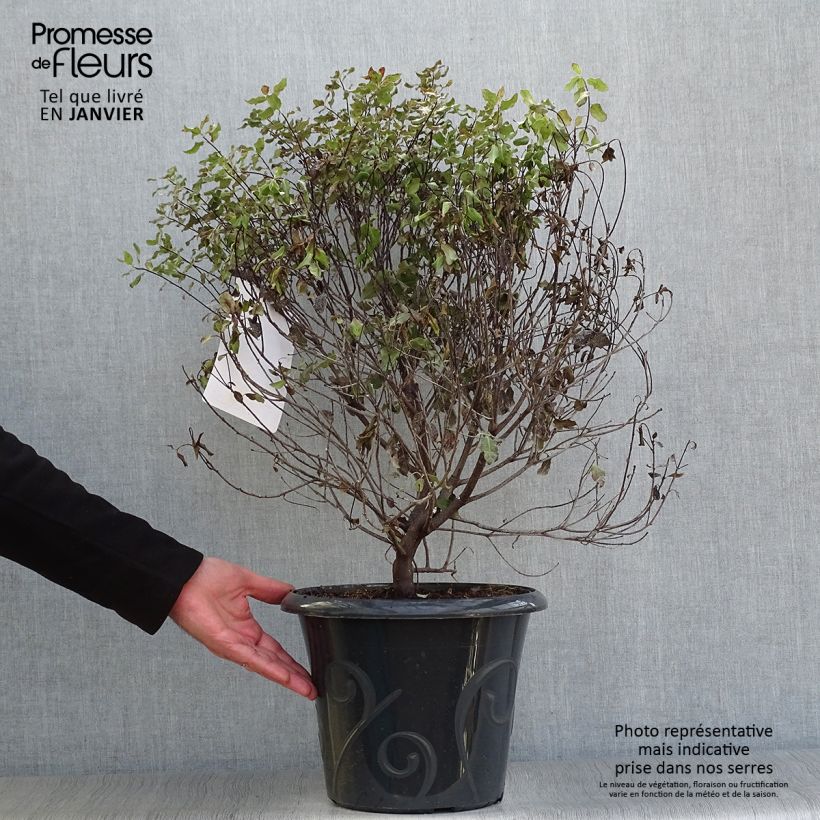 Exemplar von Pittosporum tenuifolium Purpureum Topf mit 7,5L/10L wie im Winter geliefert