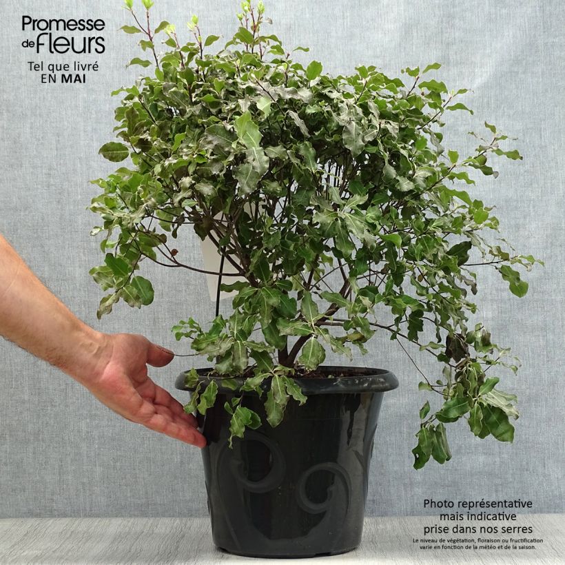 Exemplar von Pittosporum tenuifolium Purpureum Topf mit 7,5L/10L wie im Frühjahr geliefert