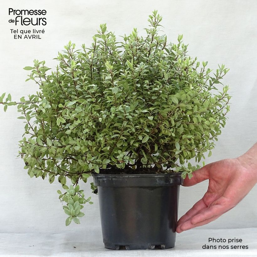 Exemplar von Pittosporum tenuifolium Silver Ball Topf mit 2L/3L wie im Frühjahr geliefert