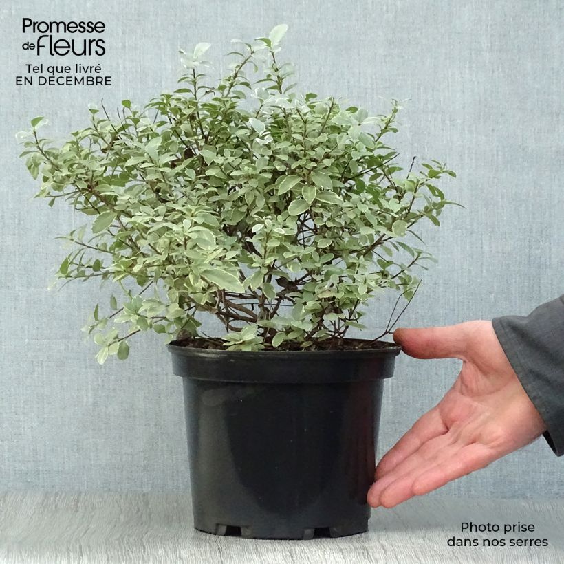 Exemplar von Pittosporum tenuifolium Silver Ball Topf mit 2L/3L wie im Winter geliefert