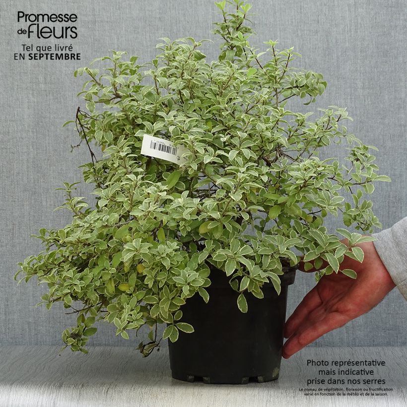 Example of Pittosporum tenuifolium Silver Ball Topf mit 2L/3L as you get in automne