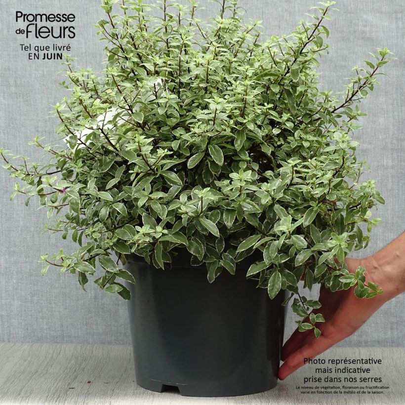 Example of Pittosporum tenuifolium Silver Ball Topf mit 7,5L/10L as you get in ete