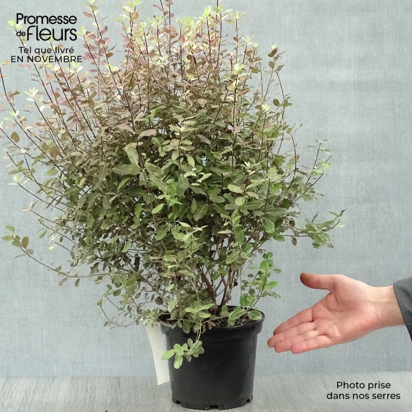 Example of Pittosporum tenuifolium Tom Thumb Topf mit 2L/3L as you get in automne