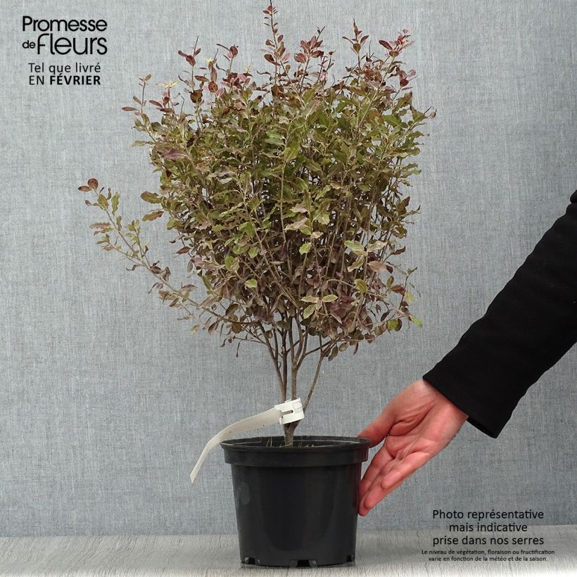 Exemplar von Pittosporum tenuifolium Tom Thumb Topf mit 2L/3L wie im Winter geliefert