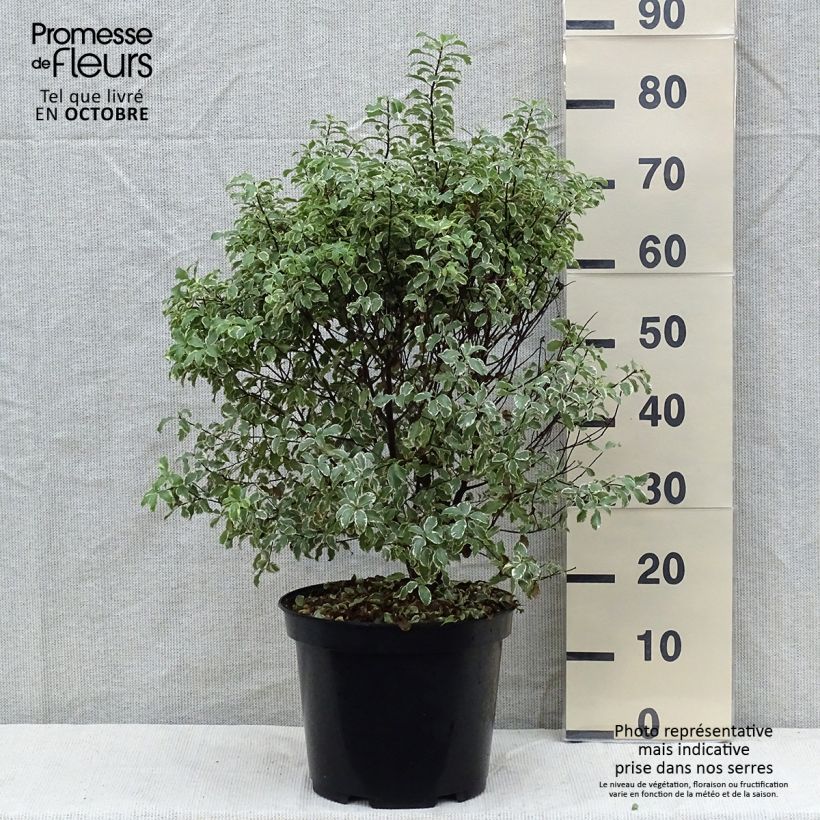 Example of Pittosporum tenuifolium Variegatum Topf mit 7,5L/10L as you get in automne