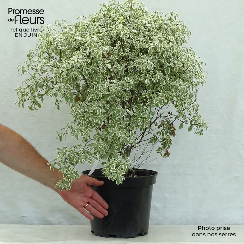 Exemplar von Pittosporum tenuifolium Variegatum Topf mit 7,5L/10L wie im Sommer geliefert