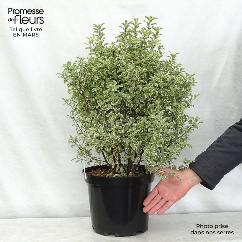 Exemplar von Pittosporum tenuifolium Variegatum Topf mit 7,5L/10L wie im Frühjahr geliefert