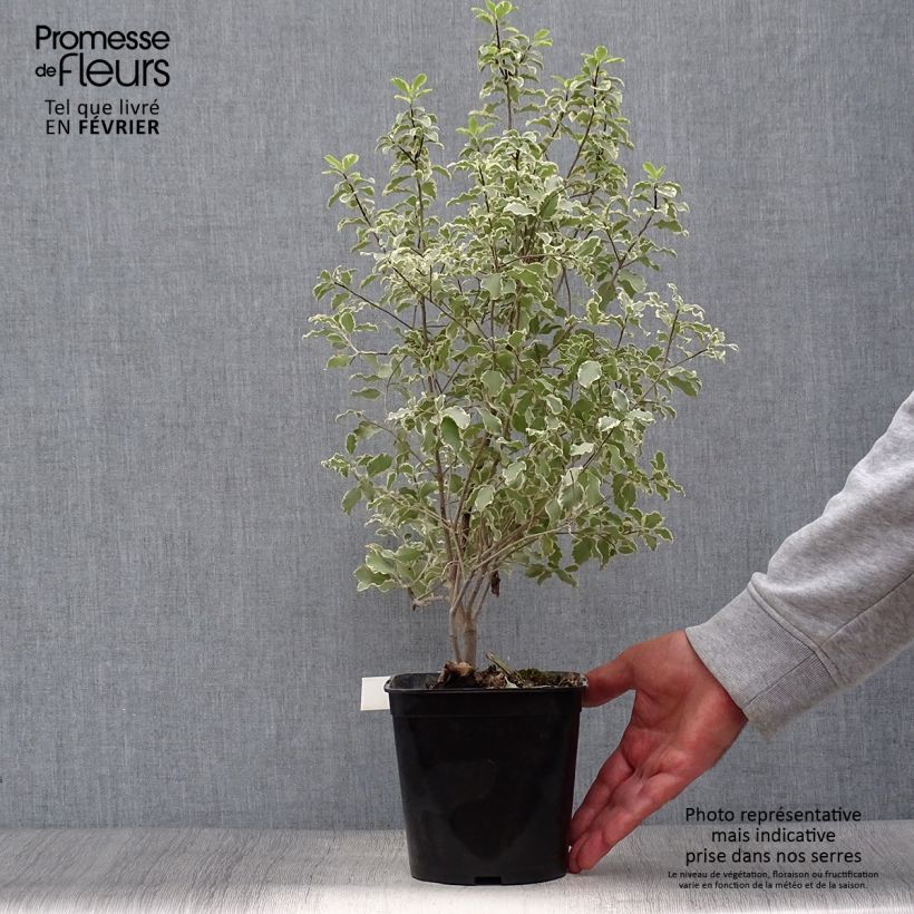 Example of Pittosporum tenuifolium Variegatum Topf mit 2L/3L as you get in automne