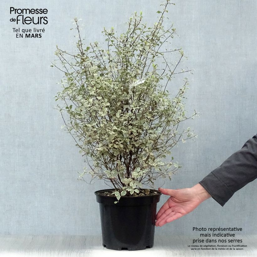Exemplar von Pittosporum tenuifolium Victoria Topf mit 4L/5L wie im Frühjahr geliefert