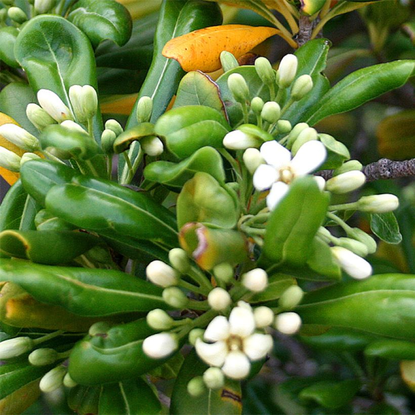 Pittosporum tobira - Chinesischer Klebsame (Flowering)
