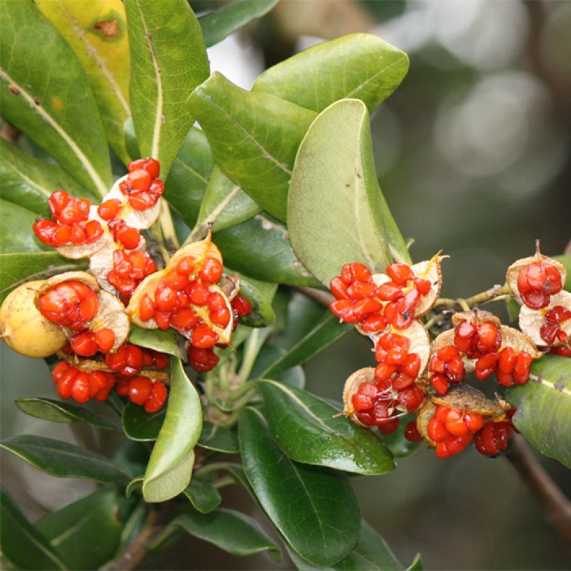 Pittosporum tobira - Chinesischer Klebsame (Harvest)