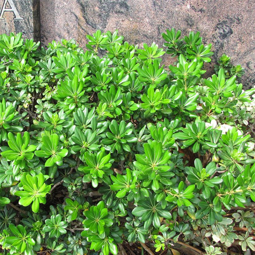 Pittosporum tobira - Chinesischer Klebsame (Plant habit)