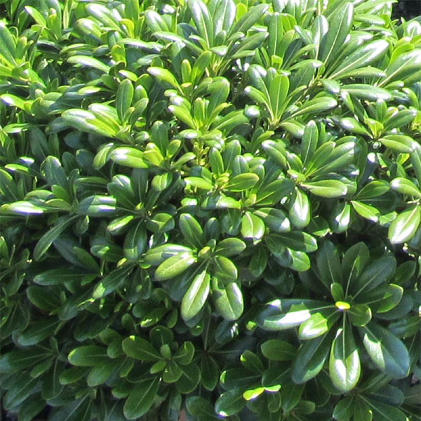 Pittosporum tobira Nanum - Chinesischer Klebsame (Foliage)