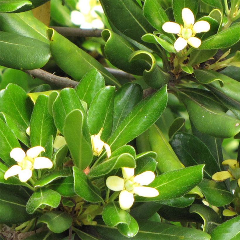 Pittosporum tobira Nanum - Chinesischer Klebsame (Flowering)