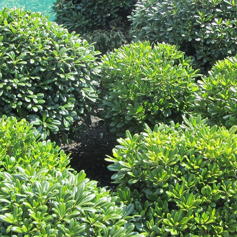 Pittosporum tobira Nanum - Chinesischer Klebsame (Plant habit)