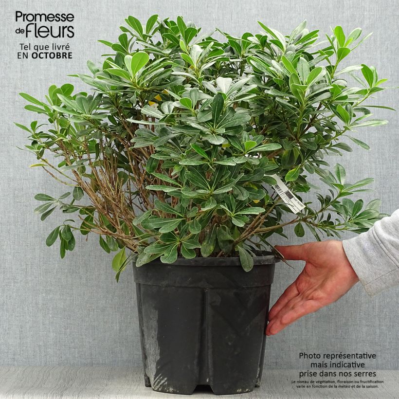 Example of Pittosporum tobira Nanum - Chinesischer Klebsame Topf mit 7,5L/10L as you get in automne