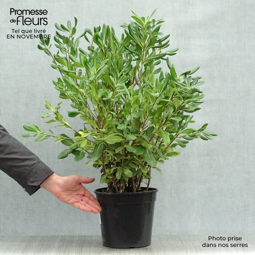 Example of Pittosporum tobira - Chinesischer Klebsame Topf mit 7,5L/10L as you get in automne
