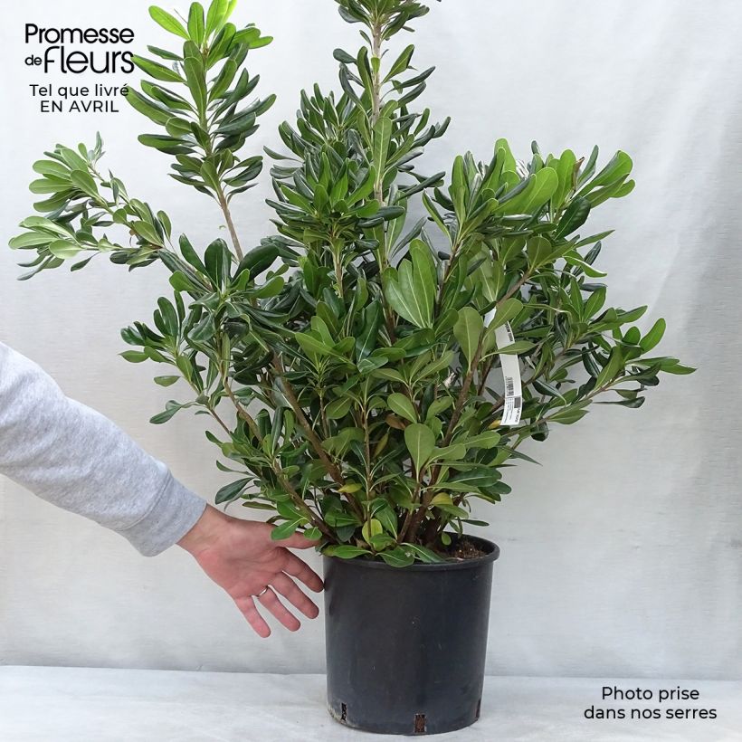 Exemplar von Pittosporum tobira - Chinesischer Klebsame Topf mit 7,5L/10L wie im Frühjahr geliefert