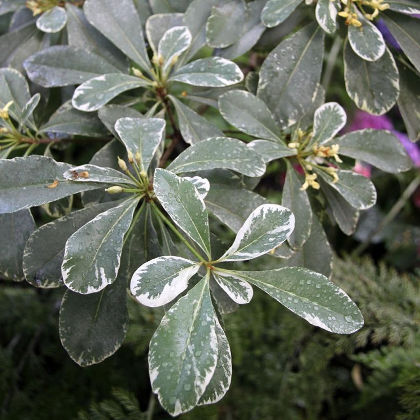 Pittosporum tobira Variegatum - Chinesischer Klebsame (Foliage)