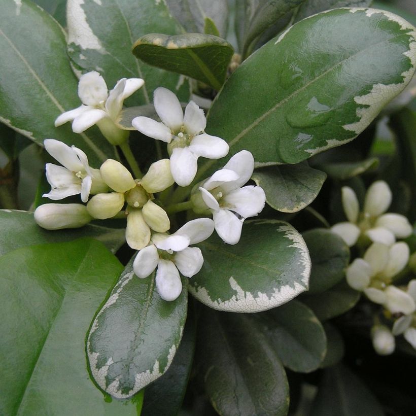 Pittosporum tobira Variegatum - Chinesischer Klebsame (Flowering)