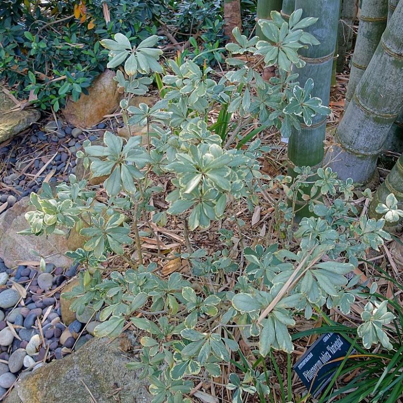 Pittosporum tobira Variegatum - Chinesischer Klebsame (Plant habit)