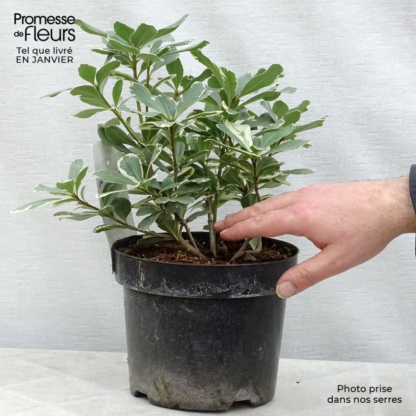 Exemplar von Pittosporum tobira Variegatum - Chinesischer Klebsame Topf mit 2L/3L wie im Winter geliefert