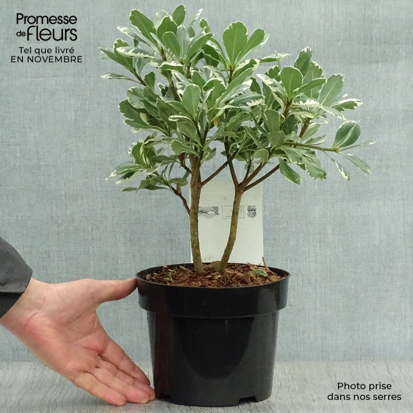 Example of Pittosporum tobira Variegatum - Chinesischer Klebsame Topf mit 2L/3L as you get in automne