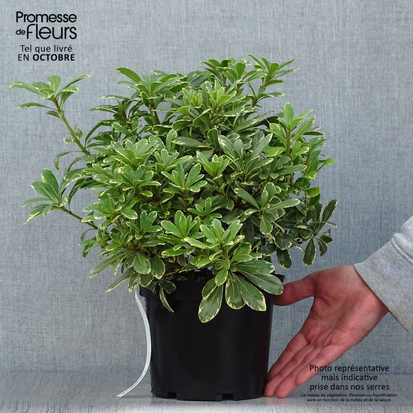 Example of Pittosporum tobira Neige du mont Ventoux - Chinesischer Klebsame Topf mit 3L/4L as you get in automne