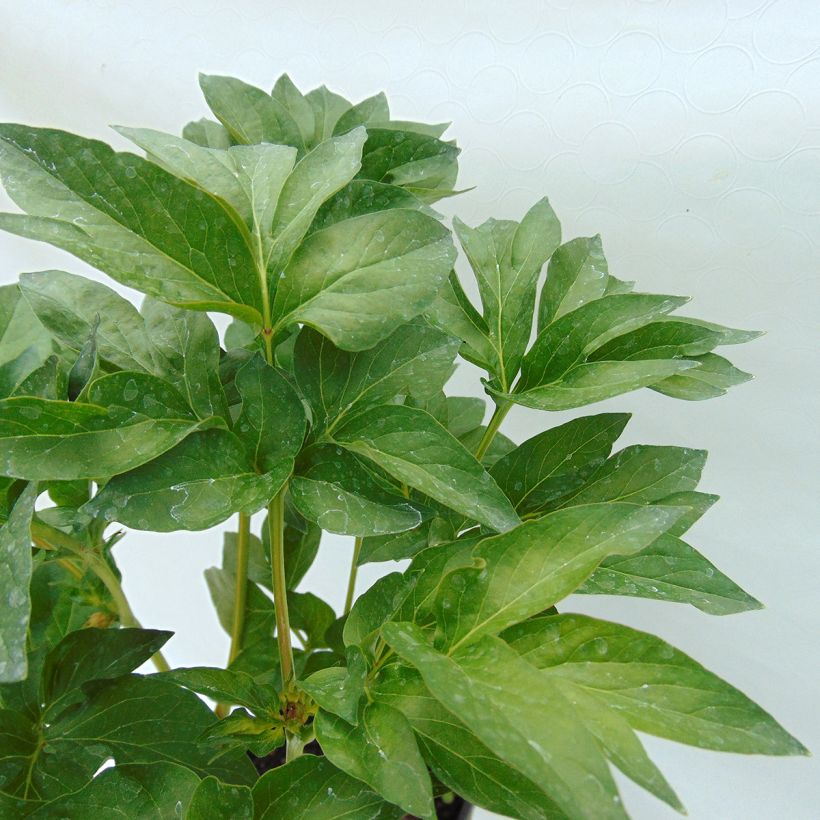 Paeonia Blaze - Pfingstrose (Foliage)